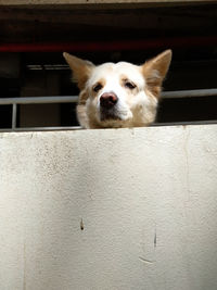 Close-up portrait of a dog on wall