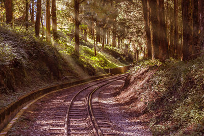 Empty road amidst trees in forest