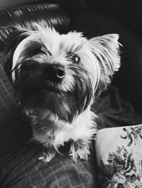 Close-up portrait of dog at home