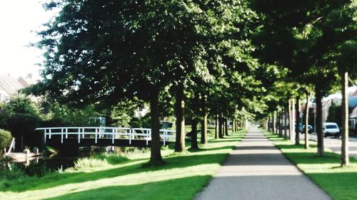 Walkway along trees in park