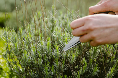 Close-up of hand holding plant on field