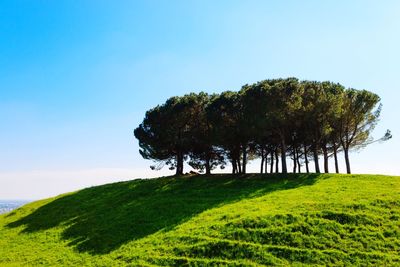 Trees on field against clear sky