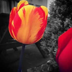 Close-up of red poppy blooming outdoors