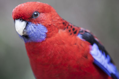 Close-up of crimson rosella