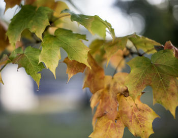 Close-up of leaves