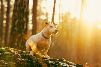 Beautiful dog jack russell walks in the autumn fores