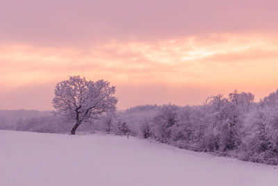 Trees on snow field against sky during sunset