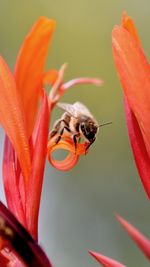 Close-up of bee pollinating on flower