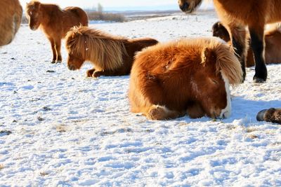 View of a dog on snow covered land