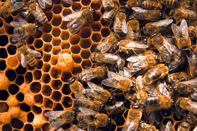 Full frame shot of bees