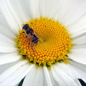 Close-up of bee pollinating on white flower