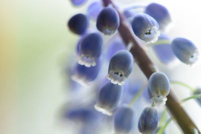 Close-up of grape hyacinth