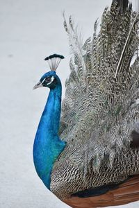 Close-up of peacock