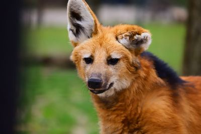 Close-up portrait of a dog looking away