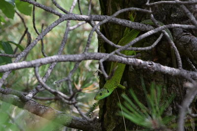 Close-up of lizard on tree branch