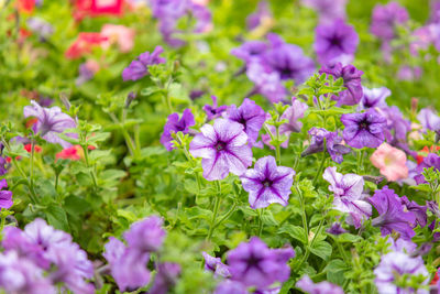 Close-up of pink flowering plants