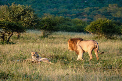 Lioness running on field