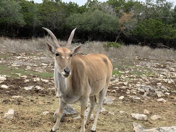 Deer standing on field