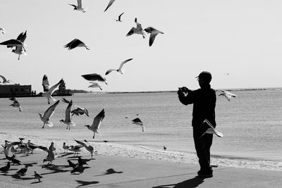 Low angle view of seagulls flying over beach against clear sky