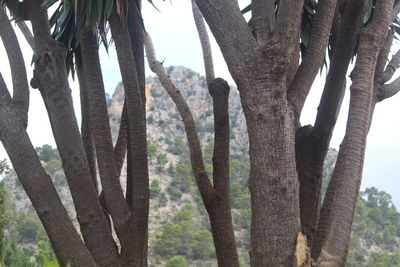 Low angle view of trees against sky