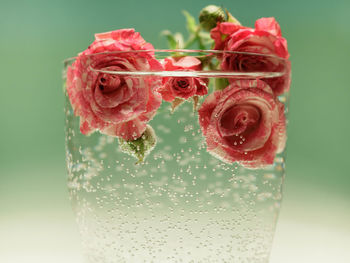 Close-up of pink roses in water