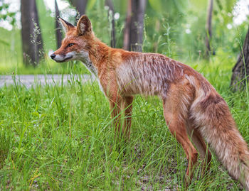 The young fox is standing near the road in the urban park.