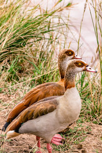 Side view of a bird on field