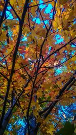 Low angle view of tree during autumn