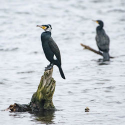 Two birds perching on tree trunk