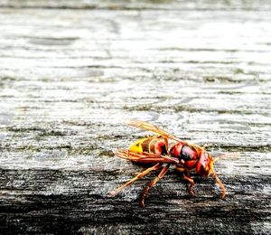 Close-up of crab on leaf