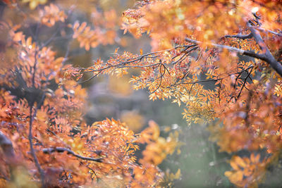 Close-up of autumnal leaves on tree