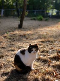 Cat sitting on a field
