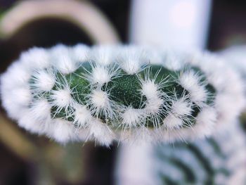 Close-up of white dandelion flower