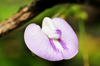 Close-up of pink flower