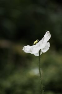 Close-up of white flowering plant