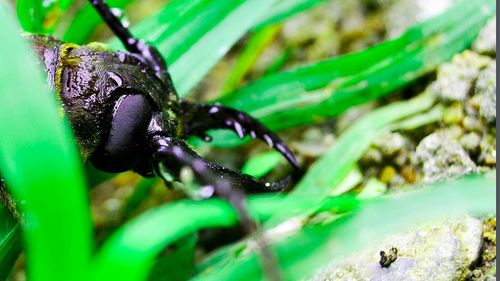 Close-up of insect on leaf