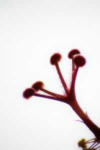 Close-up of plant over white background