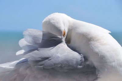 Close-up of swan