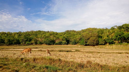 Scenic view of grassy field against sky