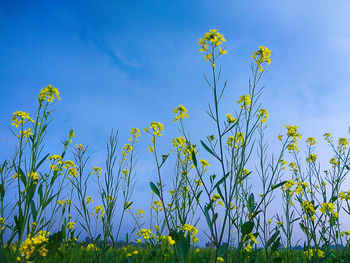 Yellow flowering plants on field against blue sky