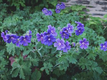 Close-up of purple flowers blooming outdoors