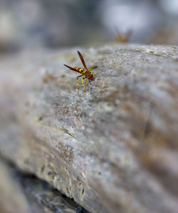 Close-up of ant on rock