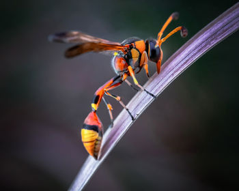 Close-up of insect delta wasp