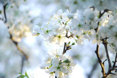 Close-up of white cherry blossom tree