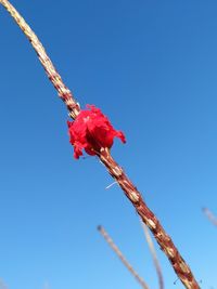 Close-up of red flowering plant against clear blue sky