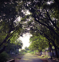 Empty road along trees and plants in city