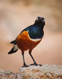 Close-up of bird perching outdoors