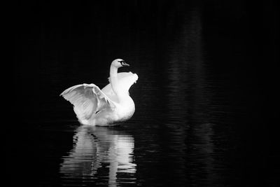 Young mute swan, cygnus olor, swimming in a lake 