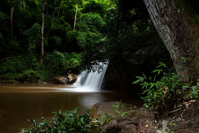 Waterfall in forest