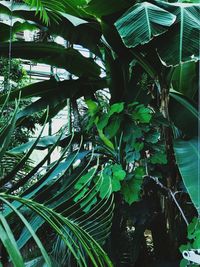 Low angle view of palm tree